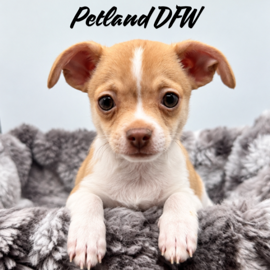 [#261992-01] Fawn / White M Chihuahua Puppies for Sale