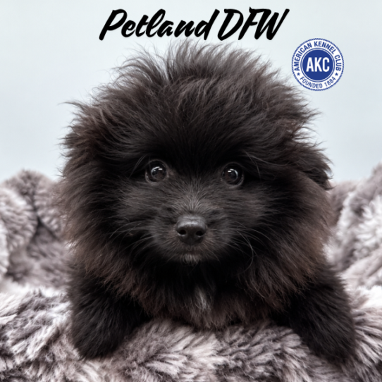 [#262199-01] Black F Pomeranian Puppies for Sale