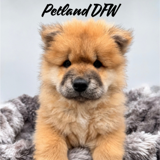 [#262303-04] Red M Chow Chow Puppies for Sale