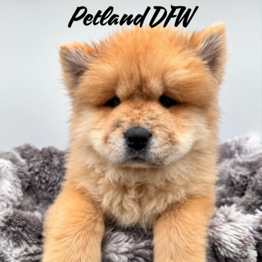 [#262303-05] Red F Chow Chow Puppies for Sale