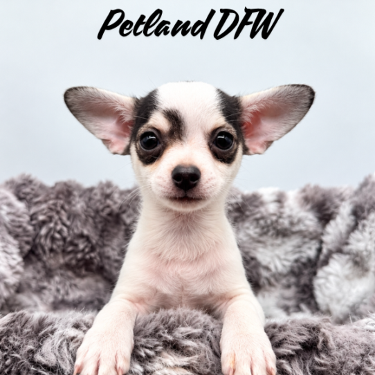 [#262067-04] White / Black M Chihuahua Puppies for Sale