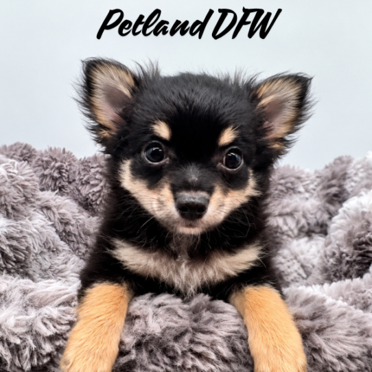 [#262197-01] Black / Tan M Chihuahua Puppies for Sale