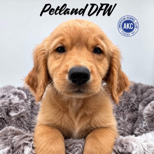 [#N10252] Golden M Golden Retriever Puppies for Sale
