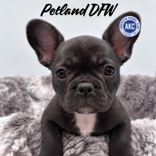 [#N09623] Black F French Bulldog Puppies for Sale