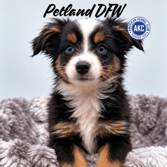 [#N10432] Black White and Tan M Miniature American Shepherd Puppies for Sale