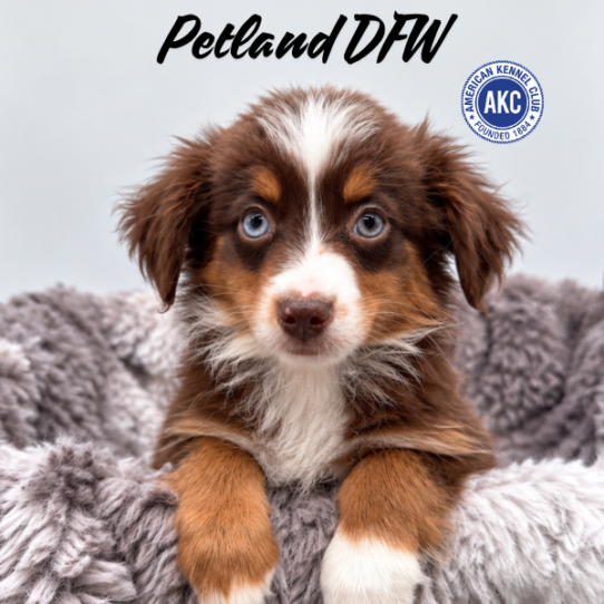 [#N10426] Red M Miniature American Shepherd Puppies for Sale