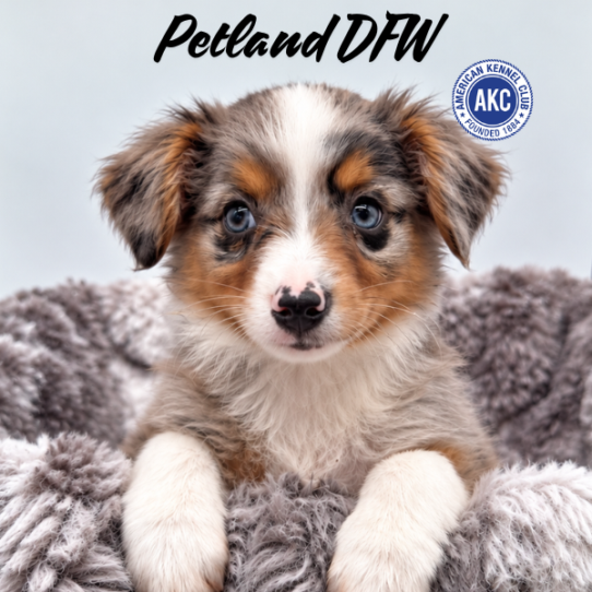 [#N10433] Blue Merle White and Tan F Miniature American Shepherd Puppies for Sale