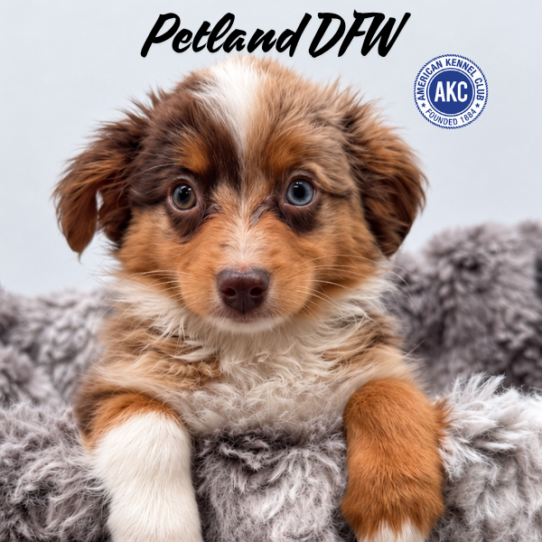 [#N10423] Red Merle M Miniature American Shepherd Puppies for Sale