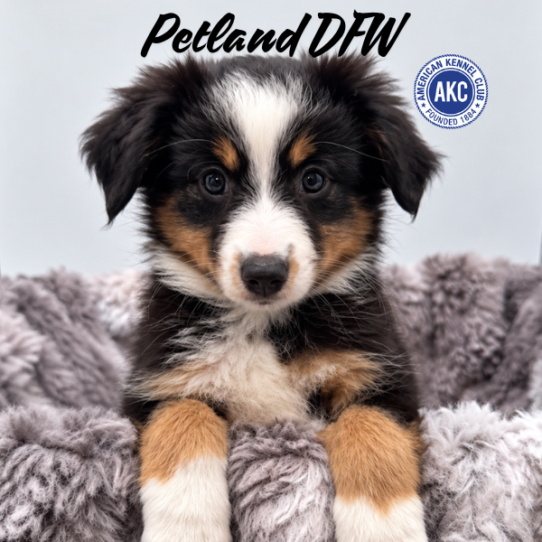 [#N10430] Black White and Tan F Miniature American Shepherd Puppies for Sale
