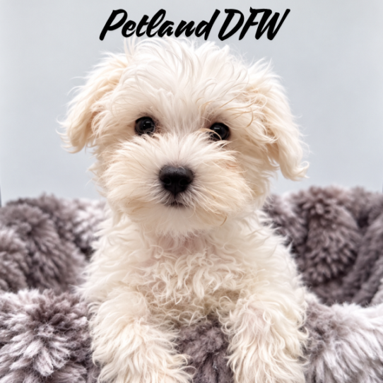 [#N10447] White M Maltese Puppies for Sale