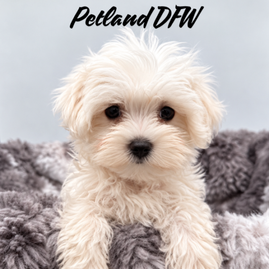 [#N10448] White F Maltese Puppies for Sale