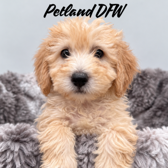 [#N10174] Golden M Mini Goldendoodle F1B Puppies for Sale