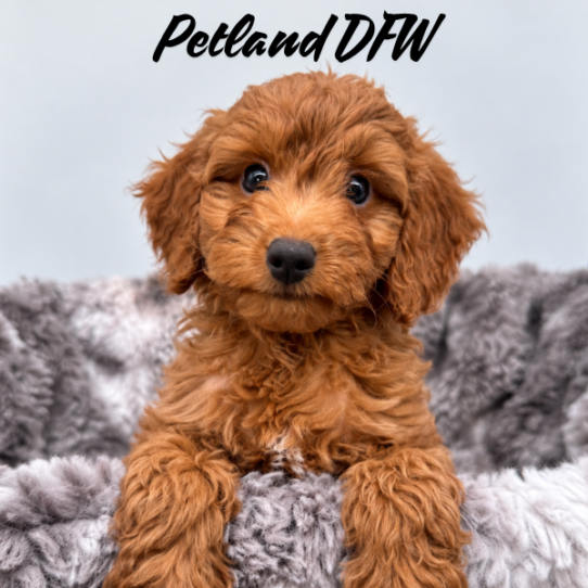 [#N10238] Red M Mini Goldendoodle F1B Puppies for Sale