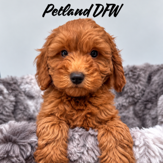 [#N10240] Red M Mini Goldendoodle F1B Puppies for Sale