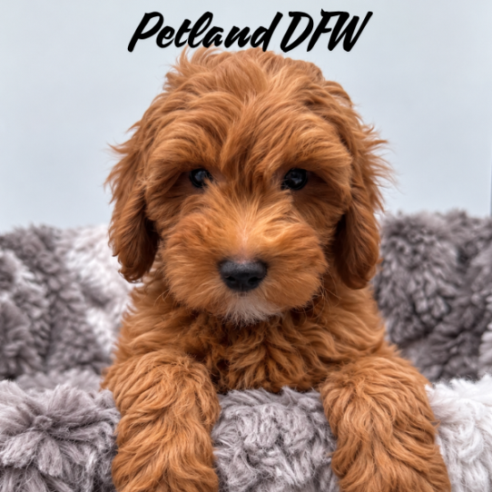 [#N10234] Red F Mini Goldendoodle F1B Puppies for Sale