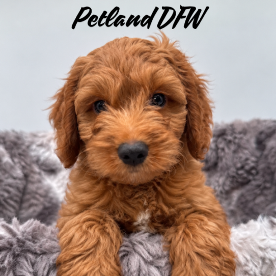 [#N10236] Red M Mini Goldendoodle F1B Puppies for Sale