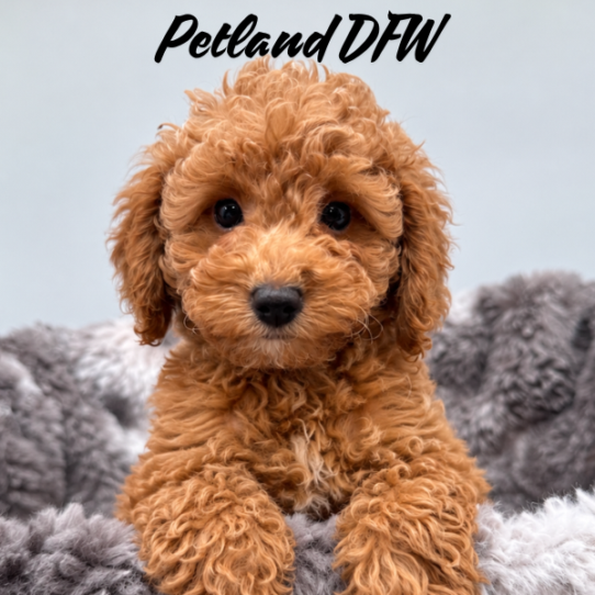 [#N10233] Red F Mini Goldendoodle F1B Puppies for Sale