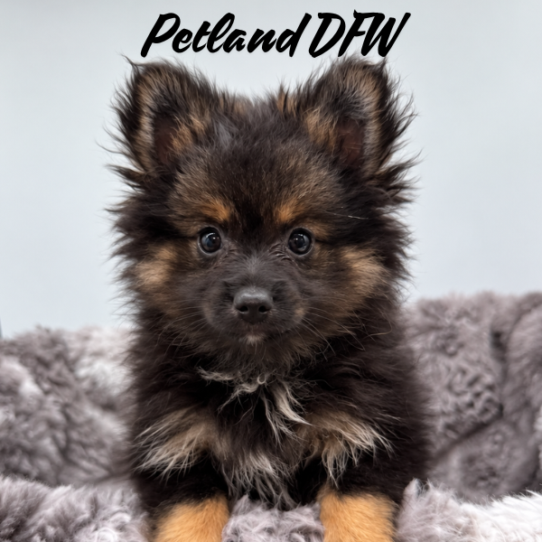 [#N09897] Black and Tan F Pomeranian Puppies for Sale