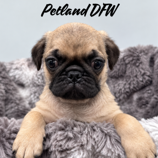 [#N10357] Fawn M Pug Puppies for Sale