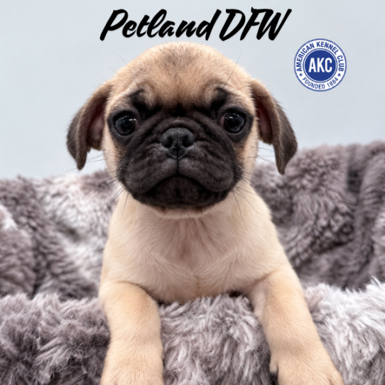[#N10352] Fawn F Pug Puppies for Sale