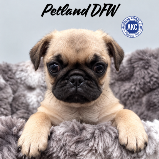 [#N10354] Fawn F Pug Puppies for Sale