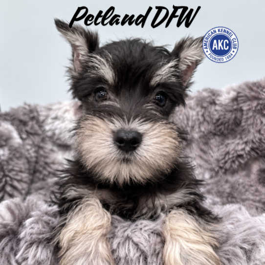 [#N10125] Black and Silver F Miniature Schnauzer Puppies for Sale