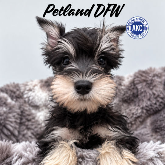 [#N10120] Black and Silver M Miniature Schnauzer Puppies for Sale