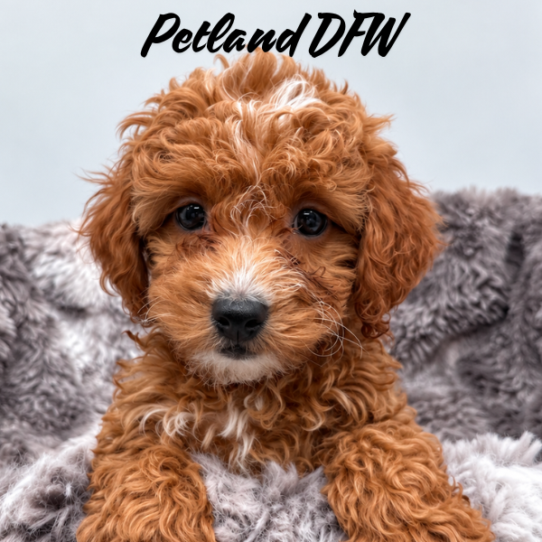 [#26148-06] Red F Cock A Poo 2nd Gen Puppies for Sale