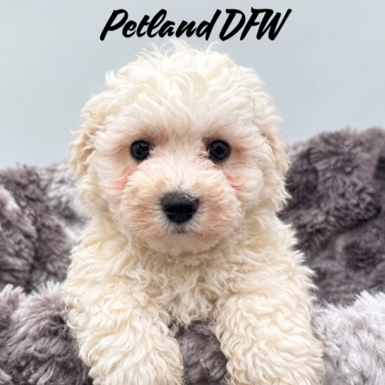 [#26154-04] White F Bichon Frise Puppies for Sale