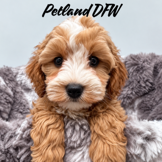 [#26156-03] Apricot F Cock A Poo 2nd Gen Puppies for Sale