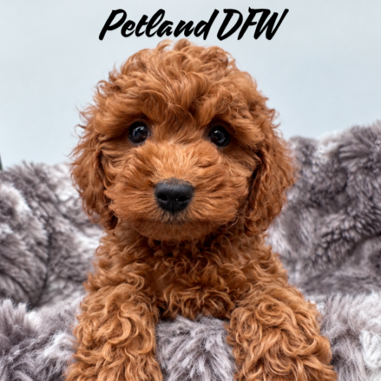 [#26156-05] Red F Cock A Poo 2nd Gen Puppies for Sale
