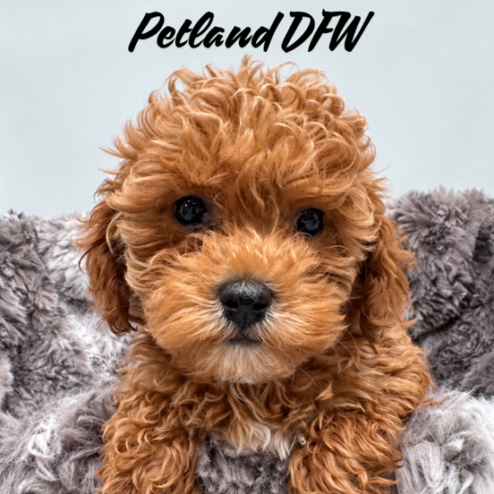 [#26156-04] Red F Cock A Poo 2nd Gen Puppies for Sale