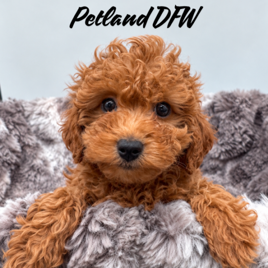 [#26156-06] Red F Cock A Poo 2nd Gen Puppies for Sale