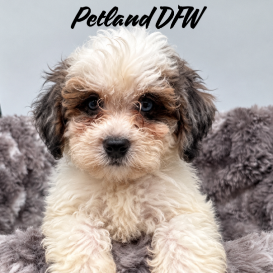 [#26422-01] White M Bernedoodle Mini F1b Puppies for Sale