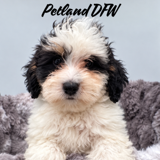 [#26422-02] White M Bernedoodle Mini F1b Puppies for Sale