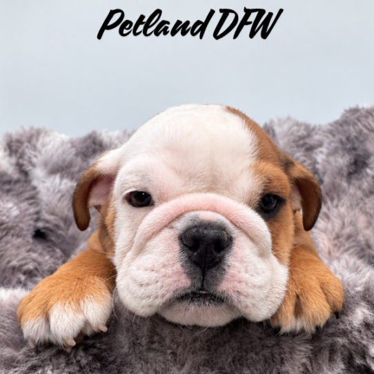 [#26436-01] M Bulldog Puppies for Sale