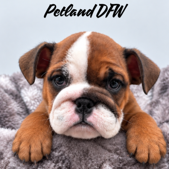 [#26436-03] M Bulldog Puppies for Sale