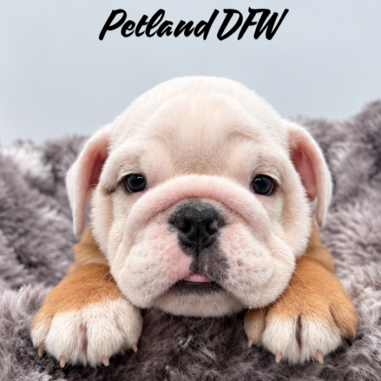 [#26436-02] M Bulldog Puppies for Sale
