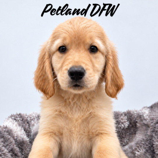 [#26438-02] M Golden Retriever Puppies for Sale