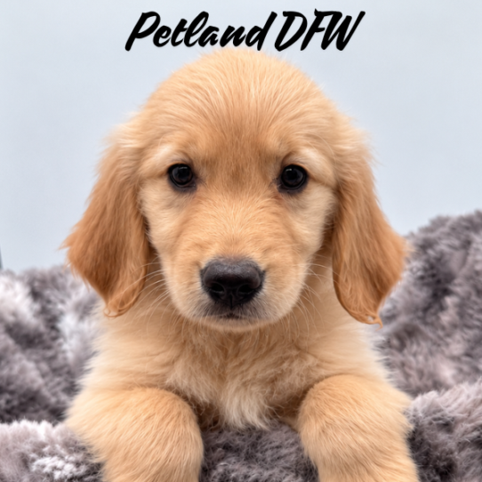 [#26438-10] F Golden Retriever Puppies for Sale