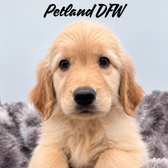 [#26438-06] F Golden Retriever Puppies for Sale