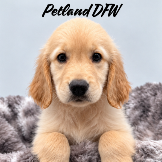 [#26438-05] F Golden Retriever Puppies for Sale
