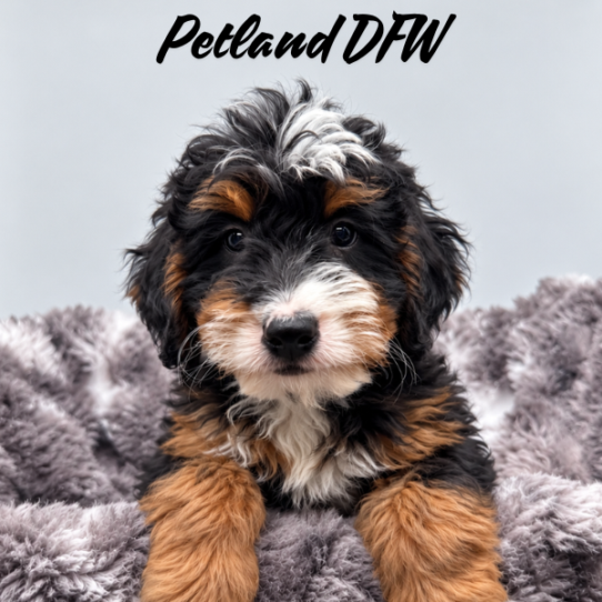 [#2639-05] Black White / Tan M Bernedoodle Mini Puppies for Sale