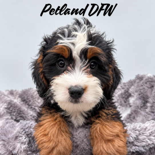 [#2639-08] Black White / Tan F Bernedoodle Mini Puppies for Sale