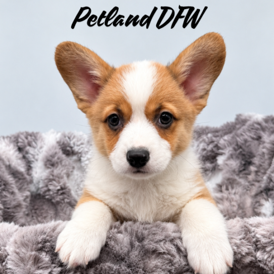 [#2640-02] Red / White M Pembroke Welsh Corgi Puppies for Sale