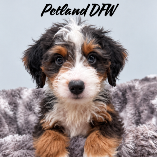[#2639-04] Blue Merle White / Tan M Bernedoodle Mini Puppies for Sale