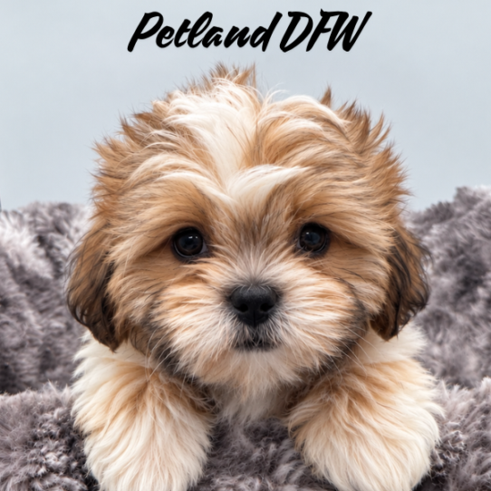 [#26155-03] Gold / White M Shih Tzu Puppies for Sale