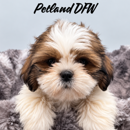 [#26161-03] Gold / White M Shih Tzu Puppies for Sale