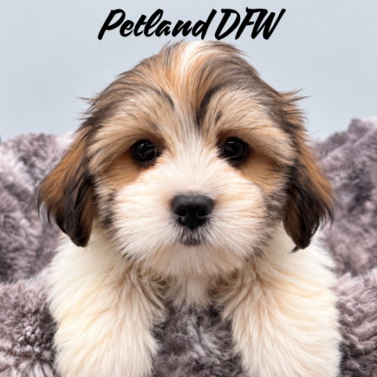 [#26160-02] Gold / White M Malshi Puppies for Sale