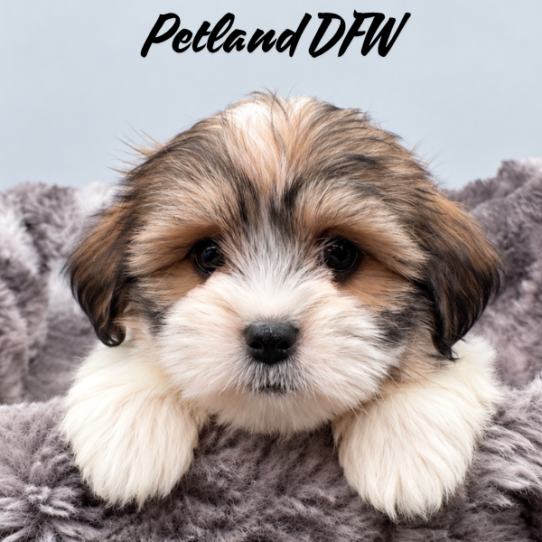 [#26160-07] Gold / White F Malshi Puppies for Sale